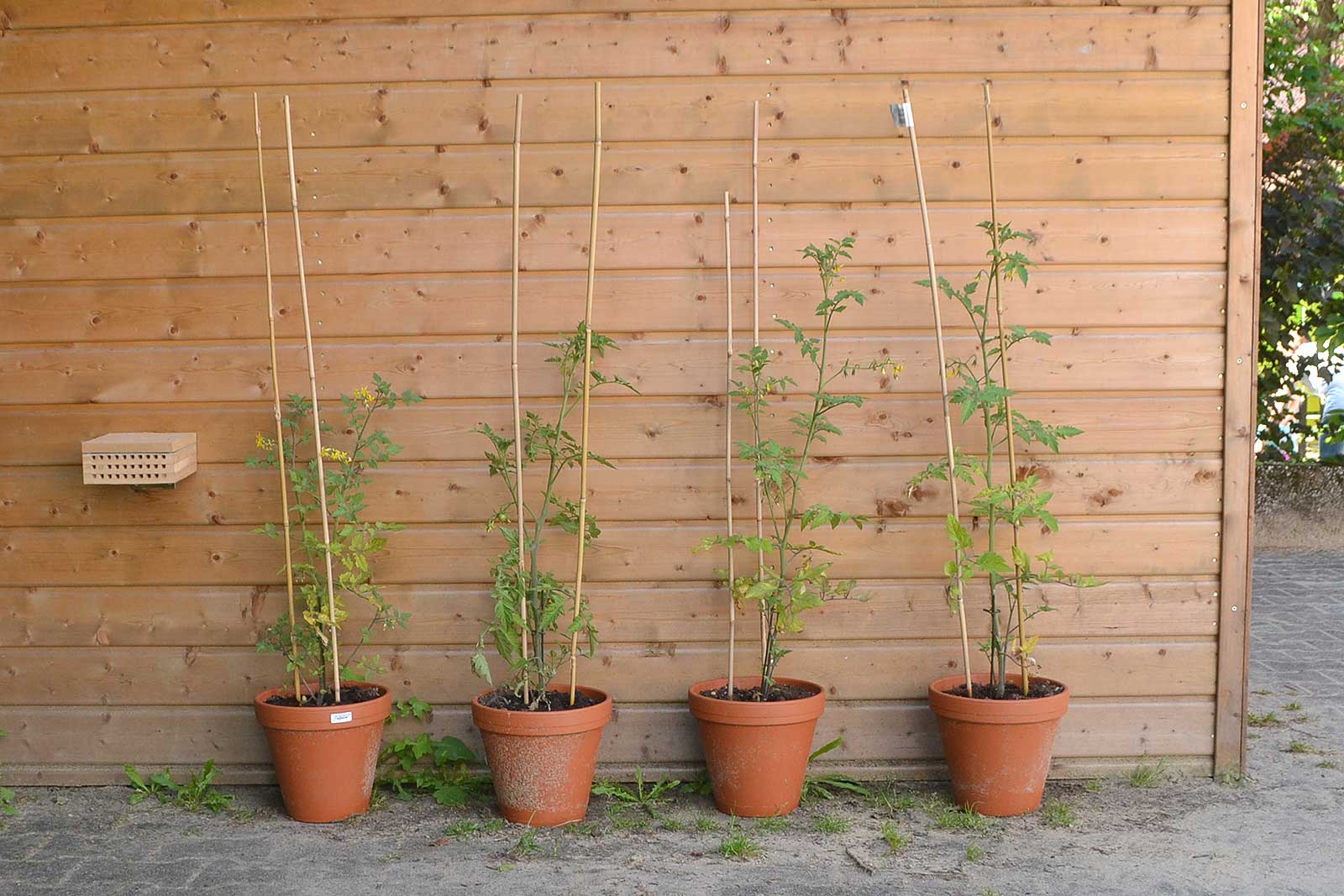 Tomatenpflanzen vor einer Holzwand.